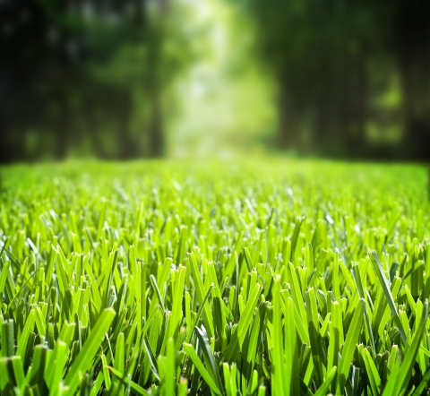 Bakersfield Drought Tolerant Grasses, Landscaping Supplies Bakersfield Ca