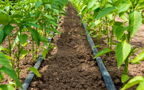 Irrigation Bakersfield